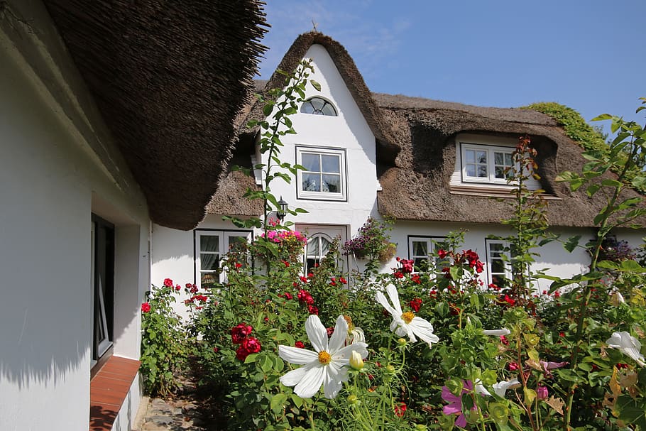amrum, thatched cottage, thatched roof, garden, flowers, friesenhaus, island, north sea, plant, built structure