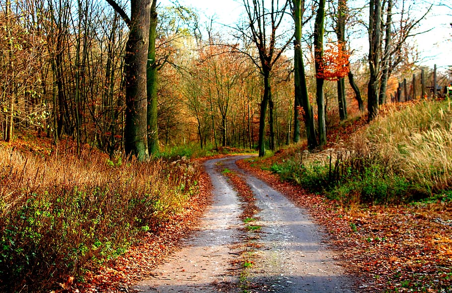 otoño, bosque, forma, espaciador, clima otoñal, el camino, árbol, paisaje, naturaleza, el camino a seguir