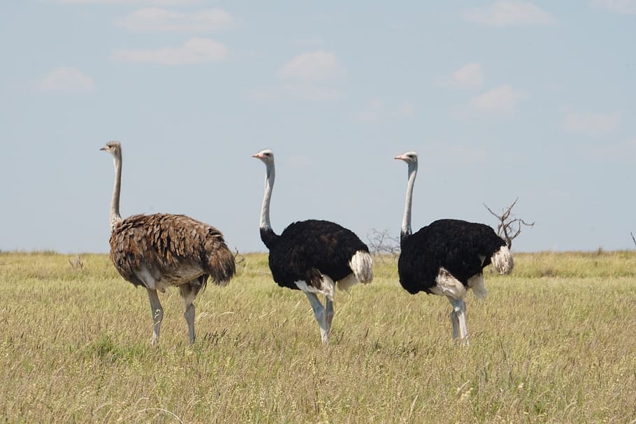 ostrich, wild, wildlife, nature, bird, namibia, animals in the wild, animal, animal themes, animal wildlife