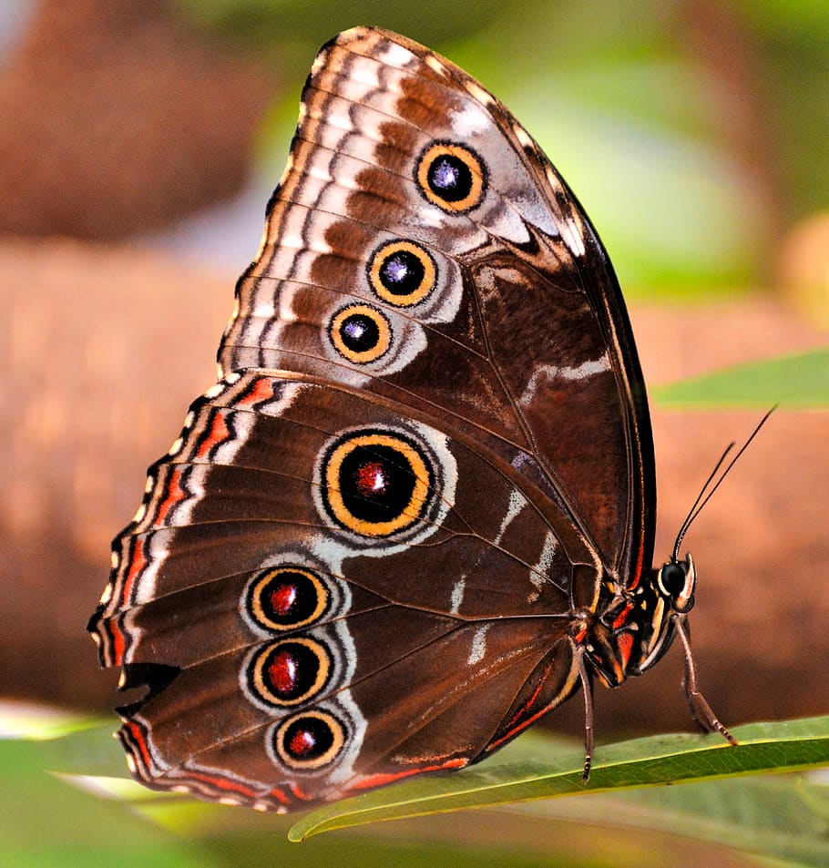 búho mariposa, mariposa, ojos, insecto, tropical, naturaleza, ala, animales, ala animal, temas animales