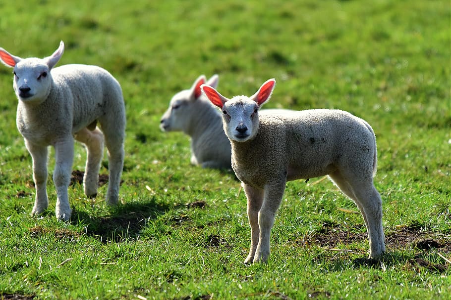 lamb, sheep, animal, wool, young, grass, pasture, meadow, farm, rural