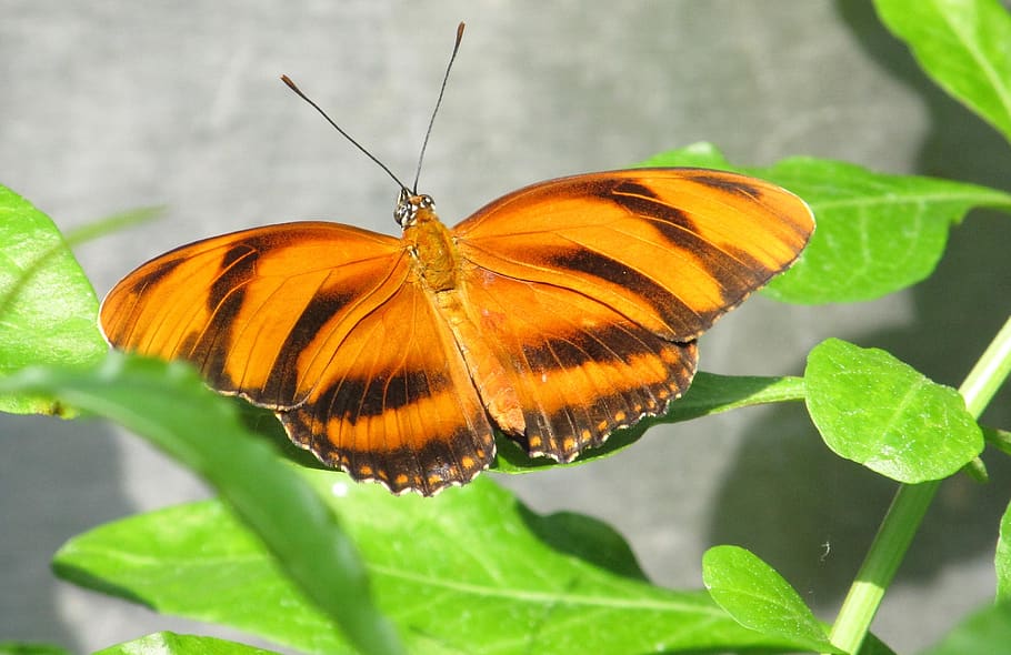 borboleta, colorido, inseto, natureza, asas, animais selvagens, planta, verde, folha, delicado