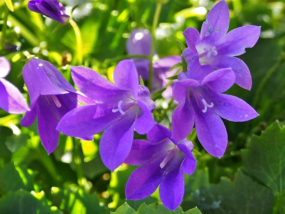 bluebells, purple, flowers, garden, violet, flowering plant, flower, plant, beauty in nature, fragility