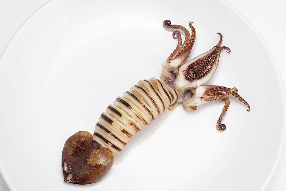 squid, sea, food, indoors, white background, close-up, studio shot, plate, food and drink, still life