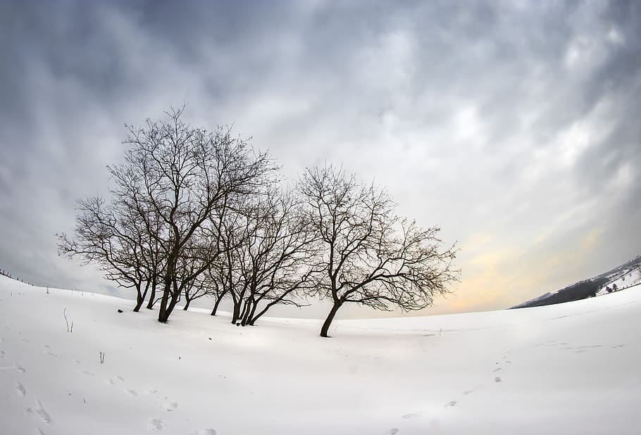 winter, trees, fisheye, nature, wintery, snowy, landscape, snow, cold, mood
