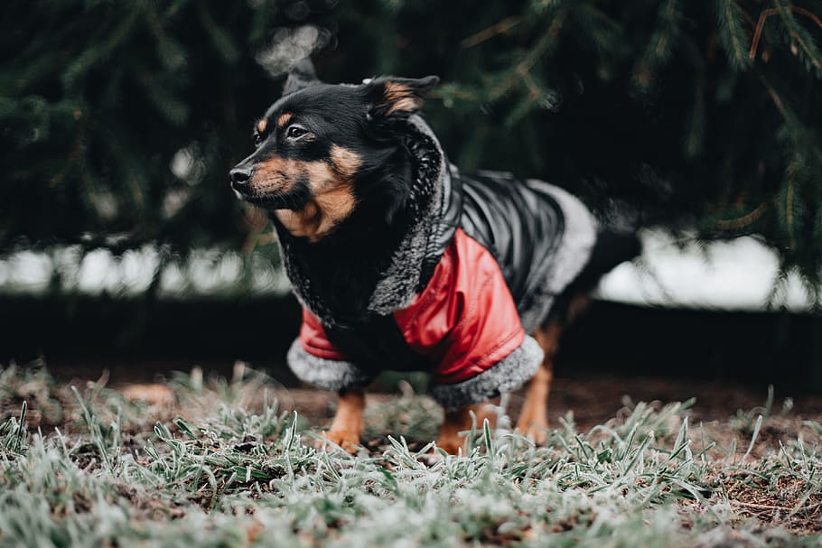 pequeno, cachorro, quente, jaqueta, animal de estimação, bonitinho, inverno, frio, roupas, um animal