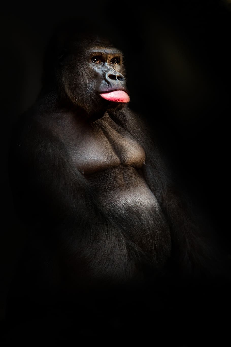 gorilla, monkey, primate, animal, portrait, face, facial expression, low key, mammal, black background