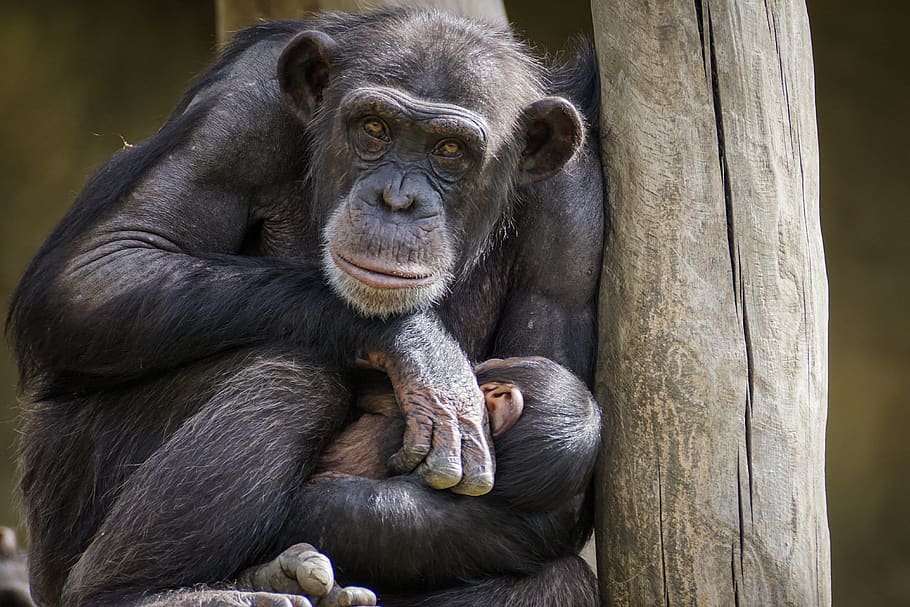 simpanse, monyet, kera, mamalia, kebun binatang, primata, potret, makhluk, hewan kebun binatang, dunia binatang