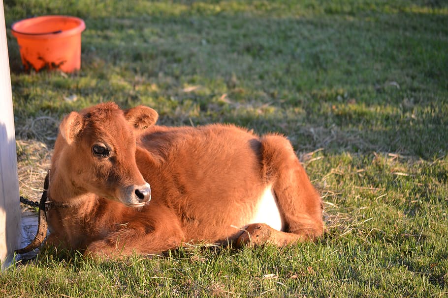 cow, calf, brown cow, jersey cow, heifer, baby animal, milk, dairy, baby, farm
