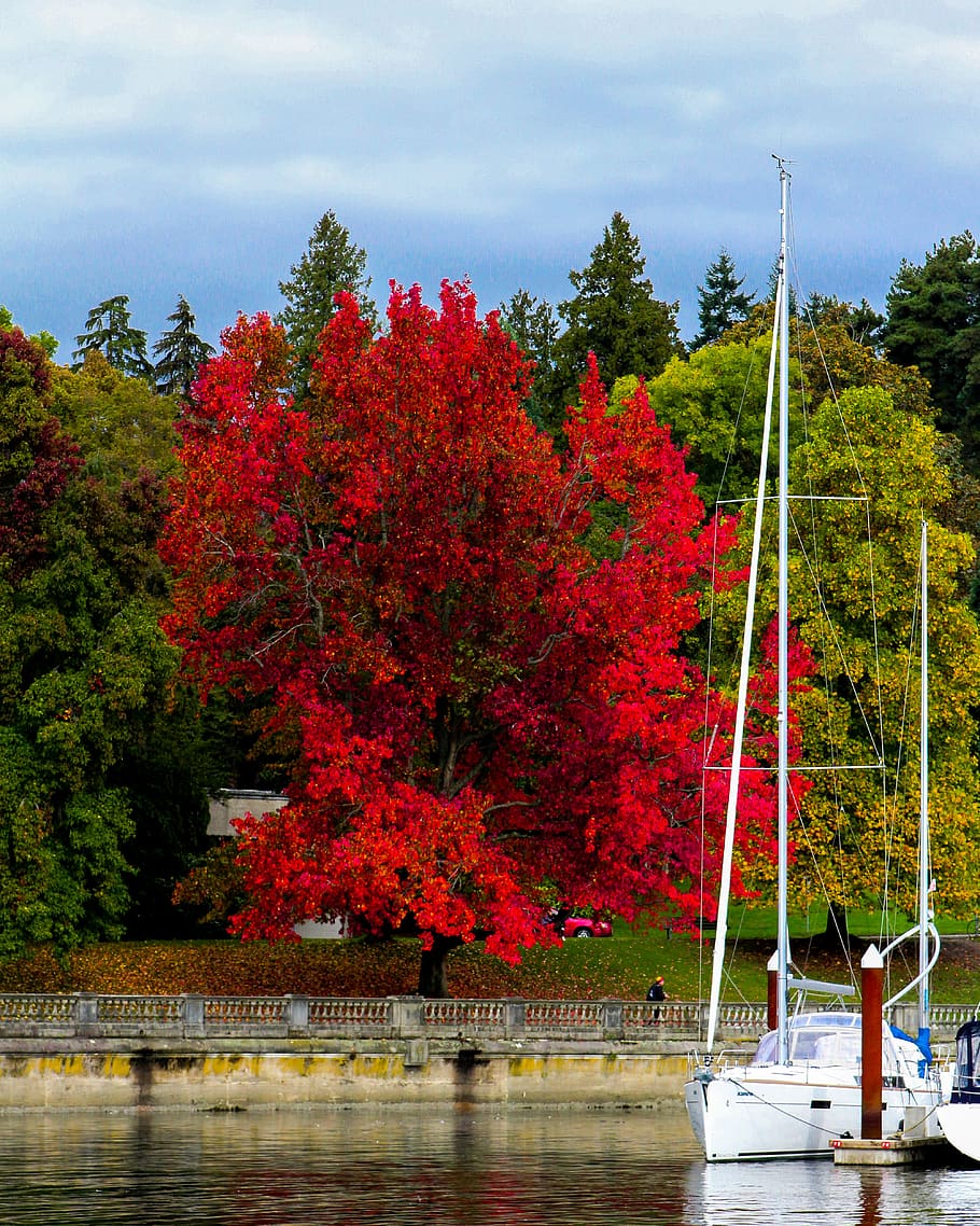 stanley park, fall, autumn, vancouver, british columbia, boathouse, canada, travel, leaves, red