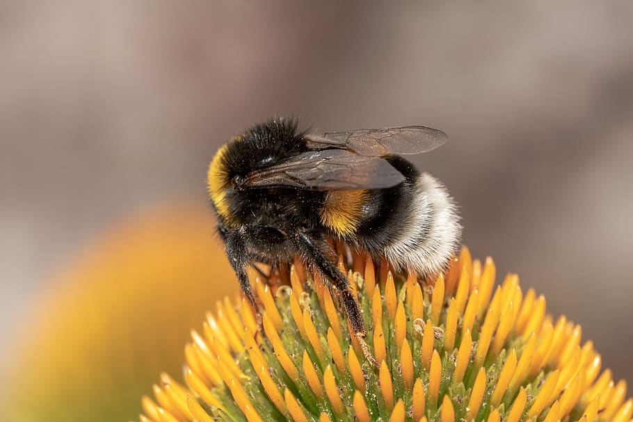 heath-the bumble bee, kryptarum-the bumble bee, hymenoptera, hummel, bombus, serangga, nektar, penyerbukan, serbuk sari, rambut