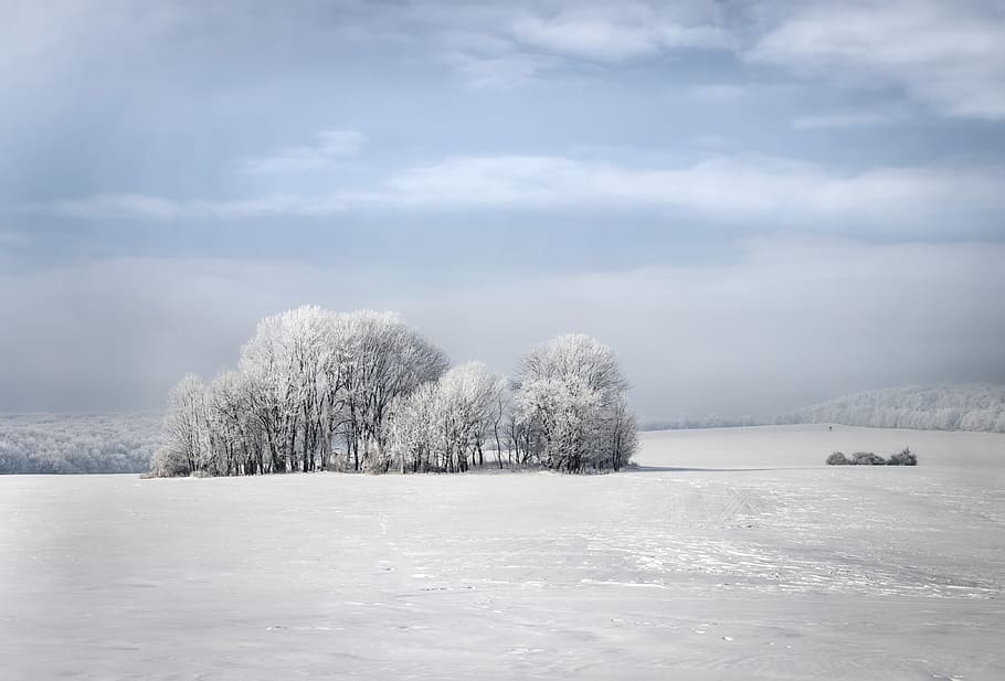 winter, trees, nature, snow, wintery, landscape, snowy, white, mood, cold temperature