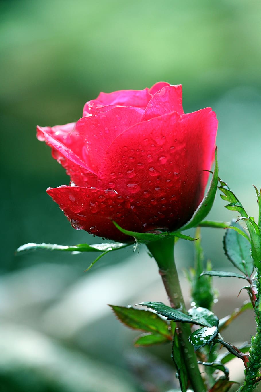 rosa, flor, rojo, florecer, naturaleza, romántico, planta, amor, romance, verano