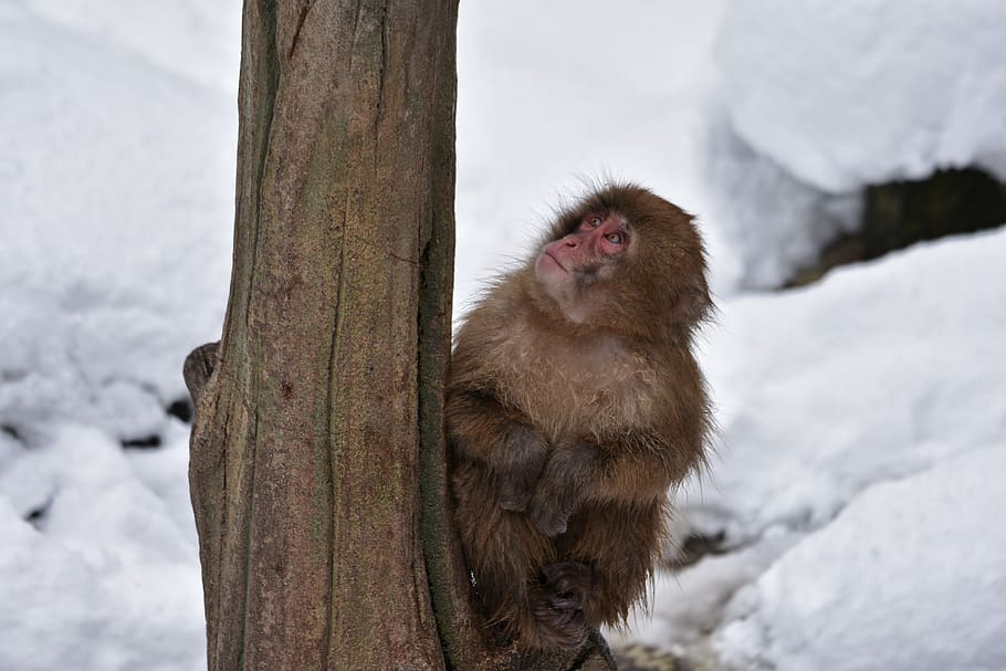 macaco, bebê macaco japonês comendo folhas, macaco da neve, linha de visão, sazonal, inverno, neve, japão, viagem, natural