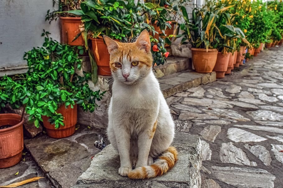 cat, stray, animal, outdoors, looking, adorable, portrait, kitty, street, greece
