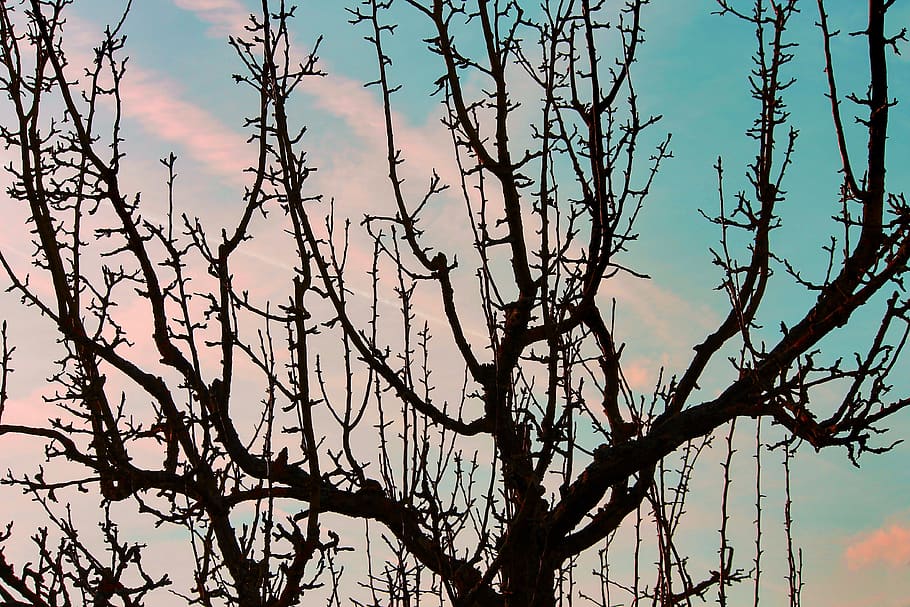 árbol frutal, silueta, estética, ramas, árbol, sombra, negro, retroiluminación, estado de ánimo, nubes