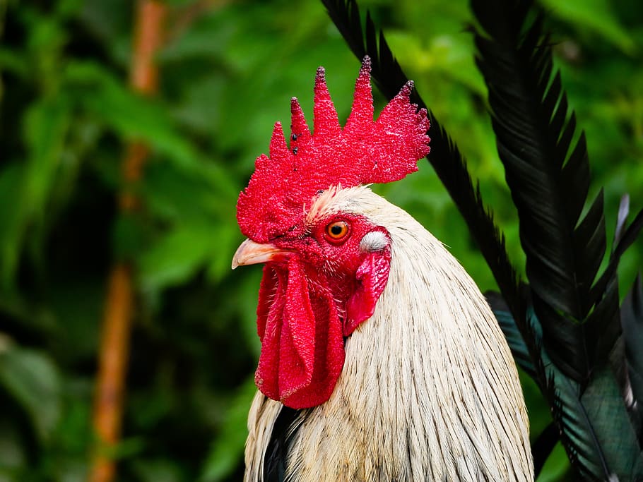 cock, portrait, crete, red, white, pen, poultry, nature, plumage, male