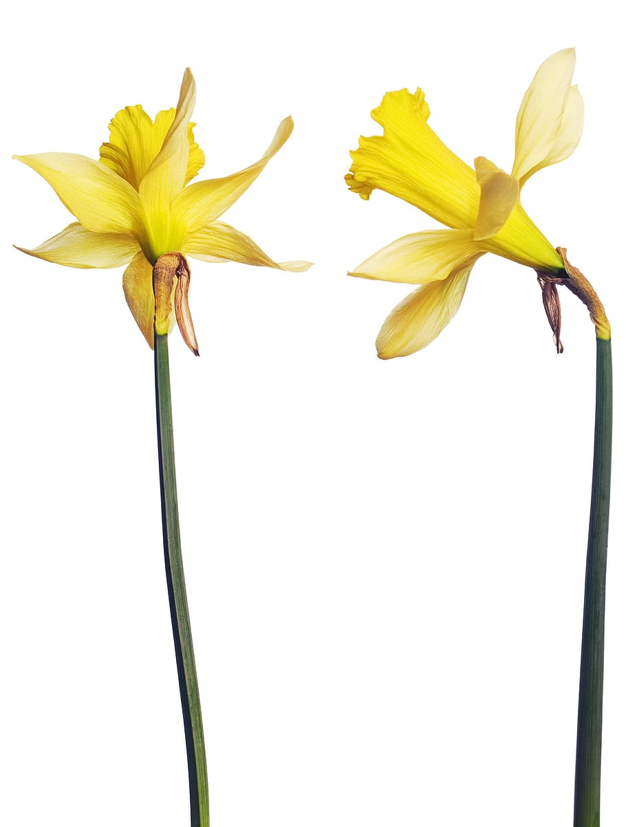 Narciso, hojas, aislado, floreciente, natural, en maceta, verde, floral, blanco, primavera