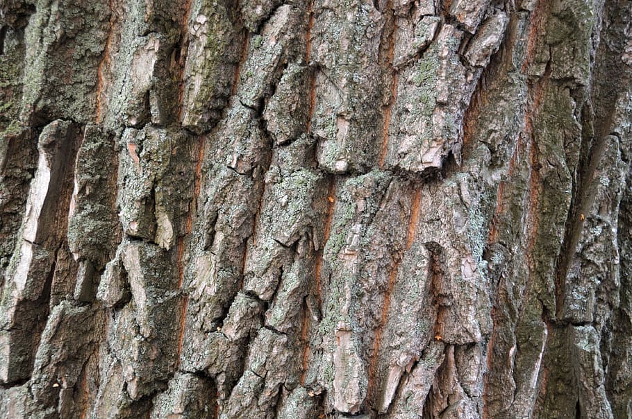 invoice, tree, texture, bark, background, trees, relief, full frame, textured, tree trunk