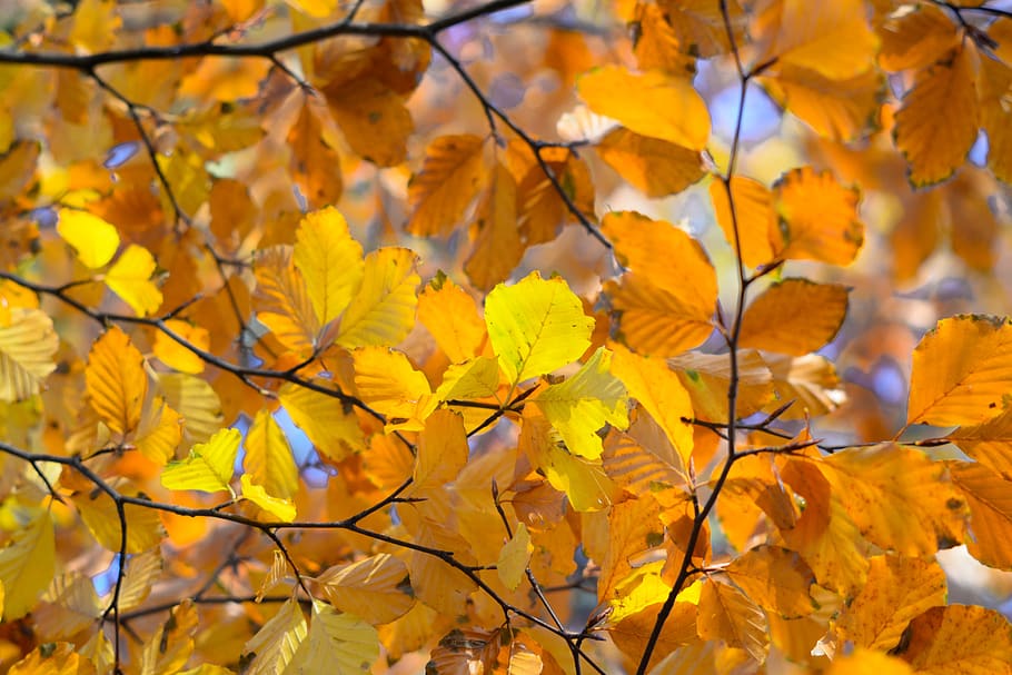 naranja, hojas, otoño, haya, naturaleza, hoja, amarillo, rojo, temporada, colorido