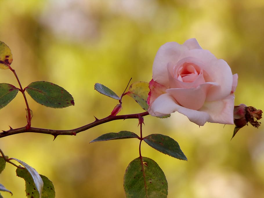 pink, nature, garden, thorns, rosebush, flower, romantic, petals, beauty, plant