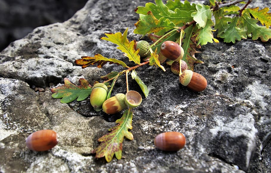 sprig, rock, oak, stone, gray, foliage, closeup, leaf, pattern, autumn