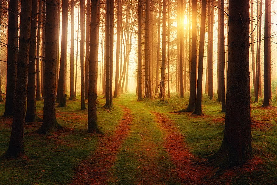 trees, sunset, green, nature, wood, glow, path, road, forest, tree