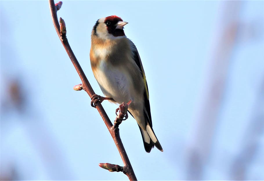 burung, goldfinch, warna-warni, alam, musim gugur, pohon, cabang, margasatwa, sayap, burung penyanyi