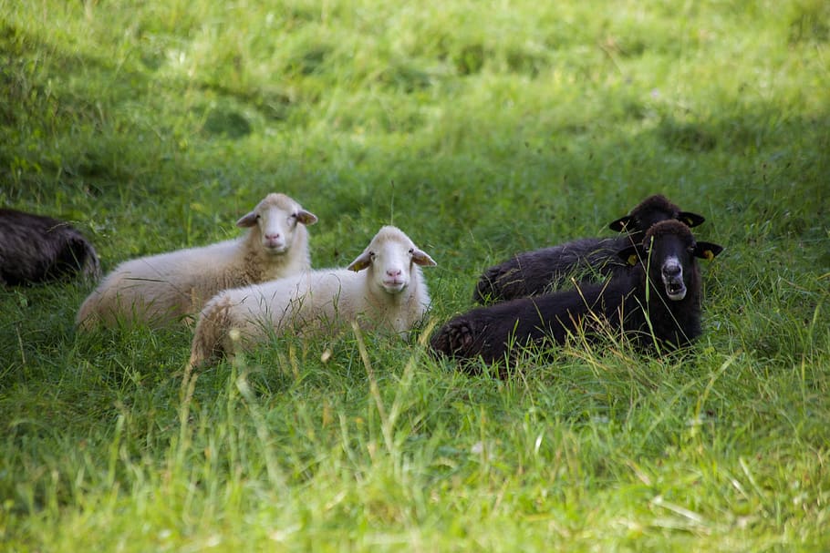 black sheep, white sheep, idyle, in the green, nature, animals, sheep, funny,  grass, group of animals | Pxfuel