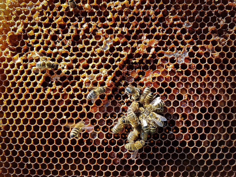 honeycomb, bees, honey, insect, nature, honeycomb structure, beekeeping, honey production, animal themes, animals in the wild