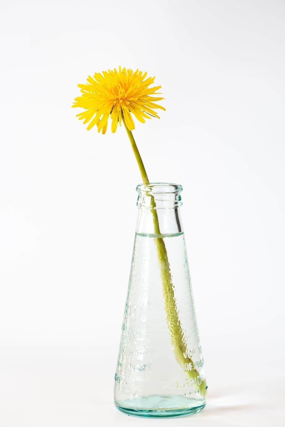 dandelion, yellow, blossom, bloom, flower, pointed flower, vase, glass, flower vase, close up