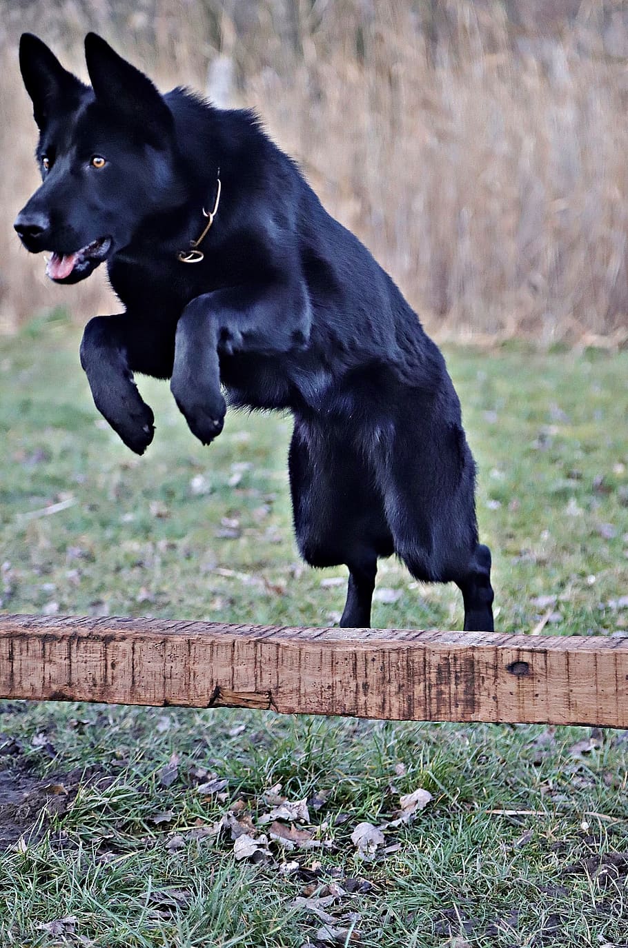 black german shepherd, beauty, jump, dog, agility sports, one animal, animal themes, pets, animal, domestic animals