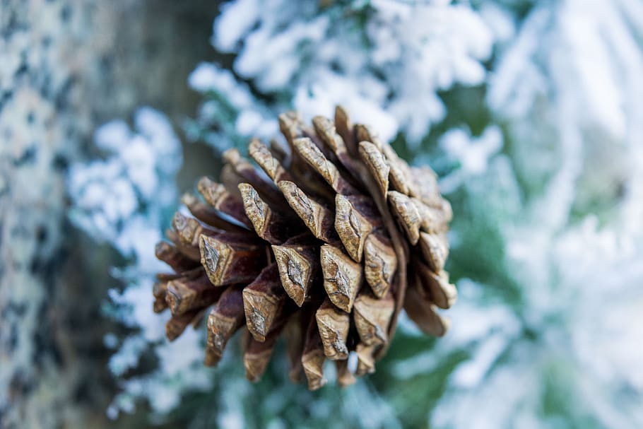 cones-spruce-new-year.jpg