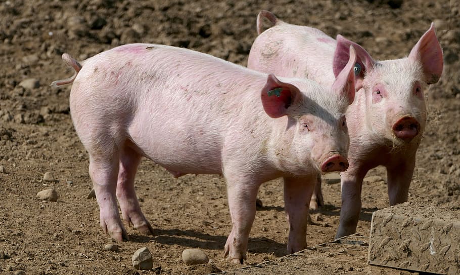 agricultura, cría de animales, cerdos, cría de cerdos, lechón, rosado, sol, luz, calor, granja
