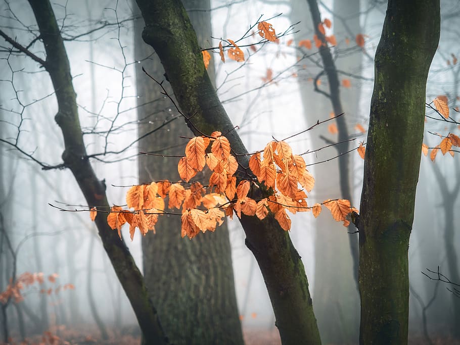 outono, floresta, nevoeiro, folhas, colorido, natureza, luz, humor, místico, romântico