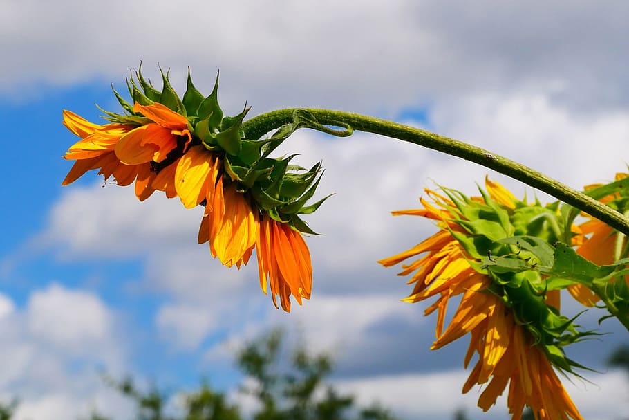 giant flowers, annual, sunflower, blooming, cloudy, skies., helianthus, common sunflower, native flowers, native annuals