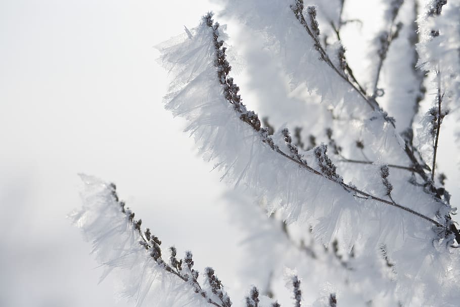 winter, cold, frost, white, snow, snowflake, branch, winter forest, landscape, snowdrifts