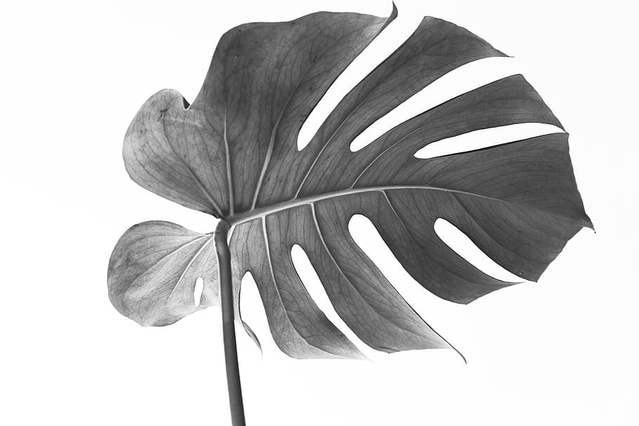 monstera, leaf, plant, botanica, monstera deliciosa, vulnerability, fragility, studio shot, close-up, white background