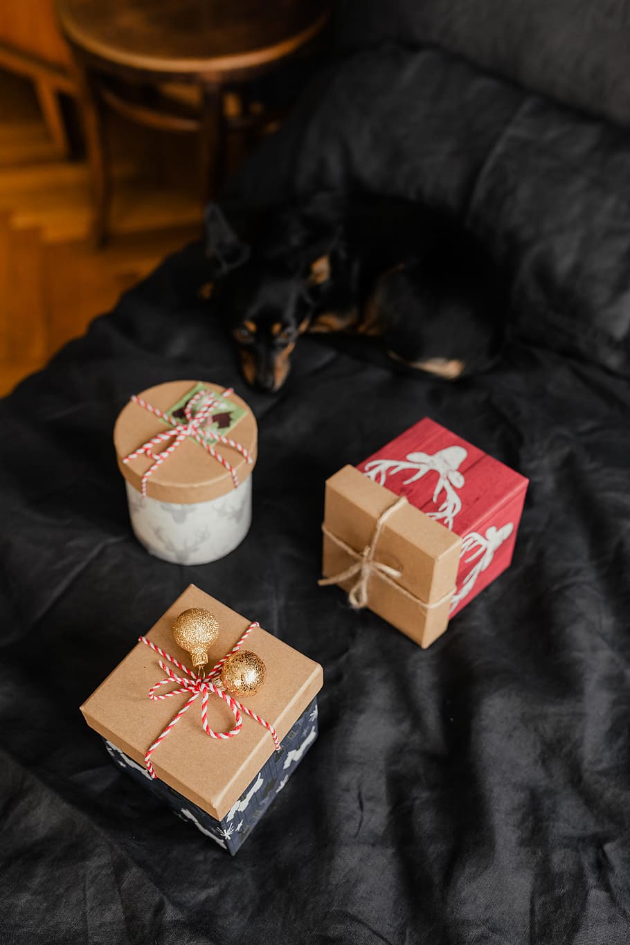regalos de navidad, lindo, pequeño, perro, navidad, regalos, mascota, cachorro, perro pequeño, lindo perro