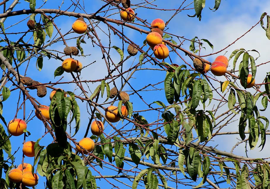 persik, aprikot, pohon buah, buah, musim gugur, musim, koleksi, panen, sehat, makanan