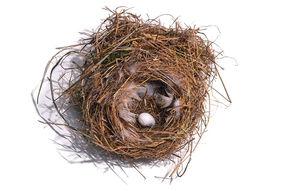nest, bird's nest, bird, egg, yolk, stolen, feather, bird feather, sperling, sparrow