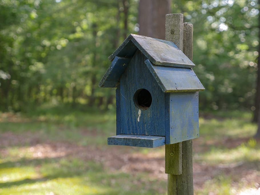 closeup, shot, blue, birdhouse, wood, shelter, spring, woods, home, outdoor