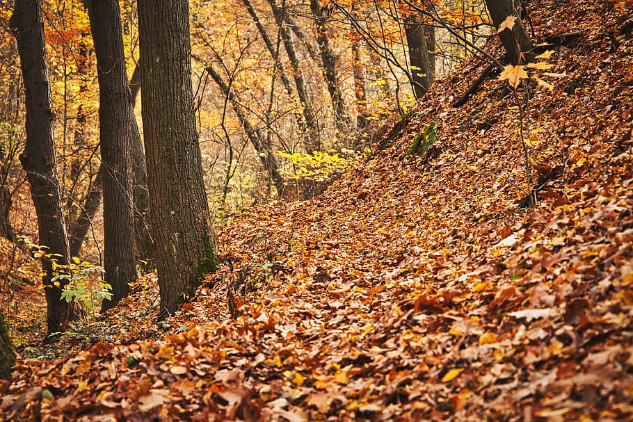outono, árvores, floresta, natureza, paisagem, caminho, neblina, humor, folhas, caminho da floresta
