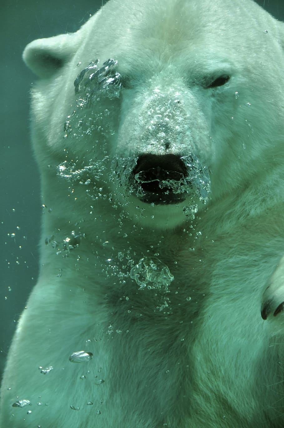 polar, oso, bajo el agua, debajo, agua, ártico, animal, burbujas, mamífero, un animal