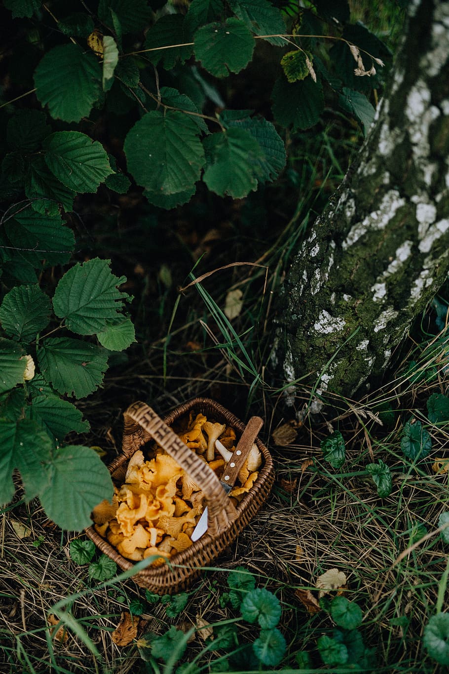 memetik, jamur chantarelle, kayu, chantarelle, jamur, jamur yang dapat dimakan, jamur kuning, musim gugur, daun, bagian tanaman