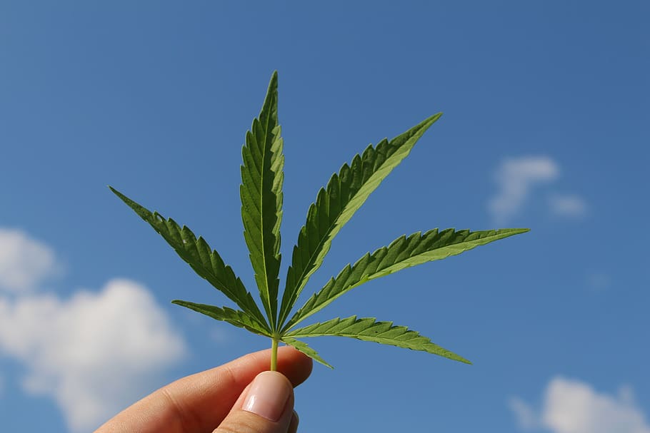 folha de cânhamo, cannabis sativa, planta de cânhamo, de cannabis jovem, cânhamo industrial, mão humana, mão, parte do corpo humano, folha, parte da planta