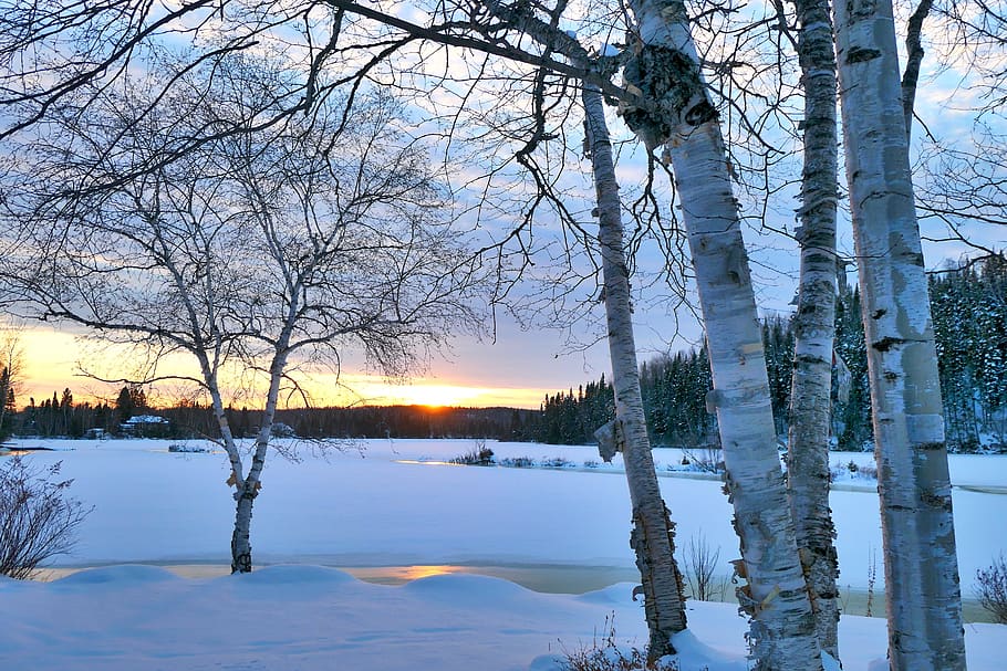 landscape, winter, trees, birch, white, sunset, frozen, sky, clouds, nature