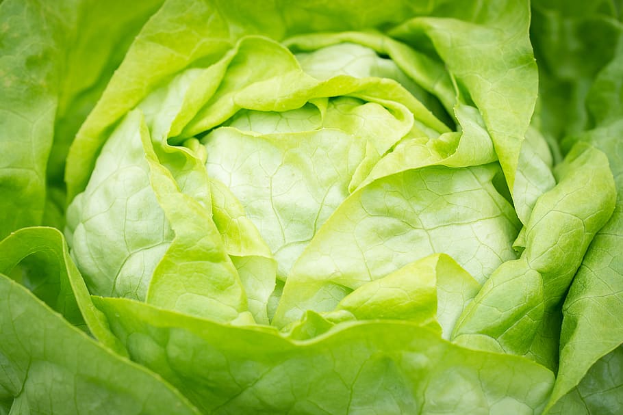 salad, lettuce, head of lettuce, häuptelsalat, green, lettuce leaves, garden, vegetable garden, in the garden, close up