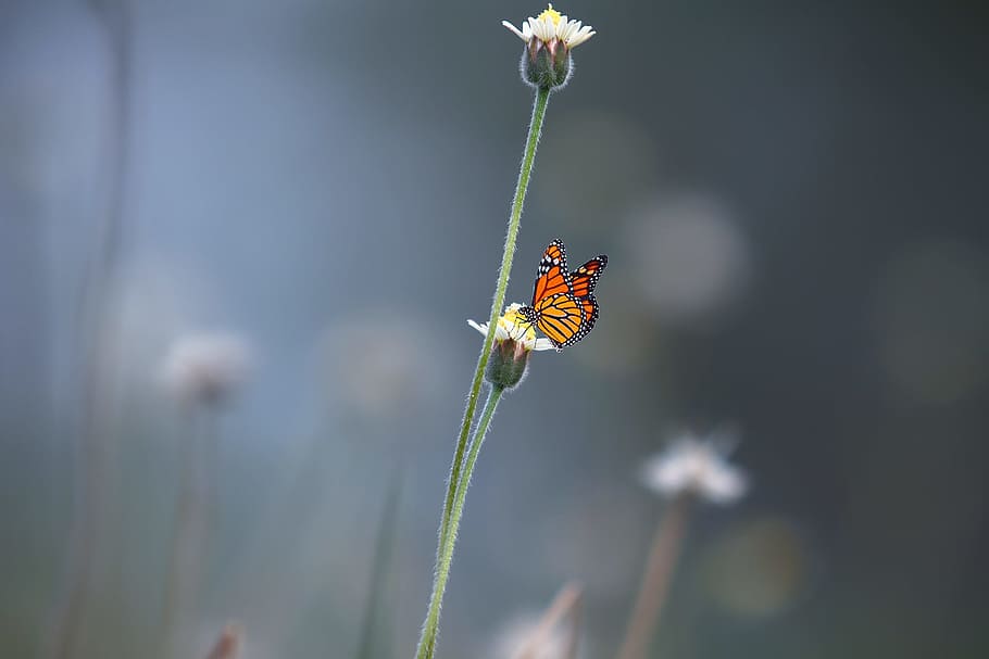 butterfly, flower, nature, plant, insect, outdoor, blur, bokeh, invertebrate, animal wildlife