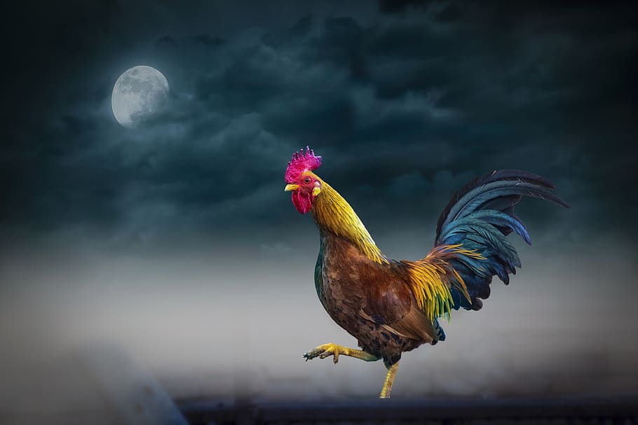 animal, night, moon, sky, gallo, cloud, bird, chicken - bird, livestock, animal themes